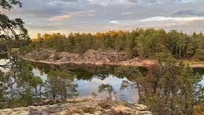 Pine forest reflected in a still bay on Ornö in the Stockholm archipelago