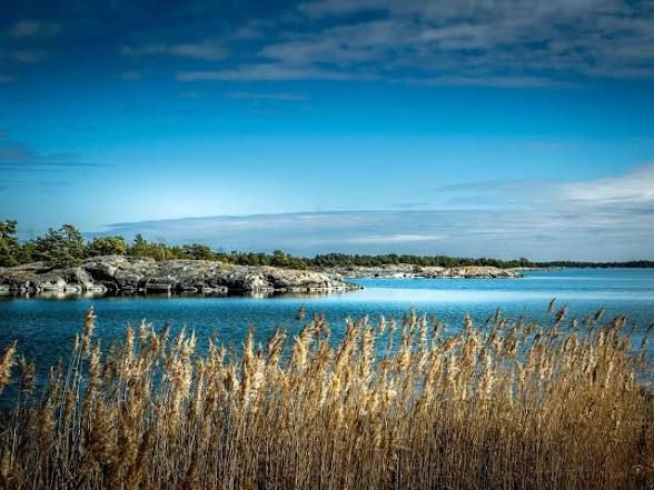 Golden reeds in front of a calm blue bay and rocky shoreline on Nämdö in the Stockholm archipelago