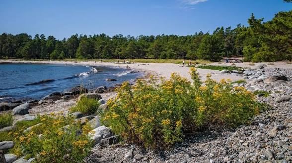 Pebble shore with yellow flowers beside a curving sandy bay on Nåttarö in the Stockholm archipelago